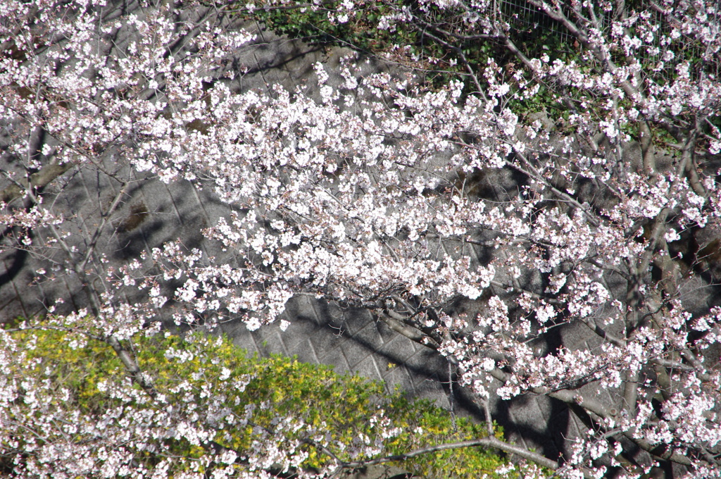 桜