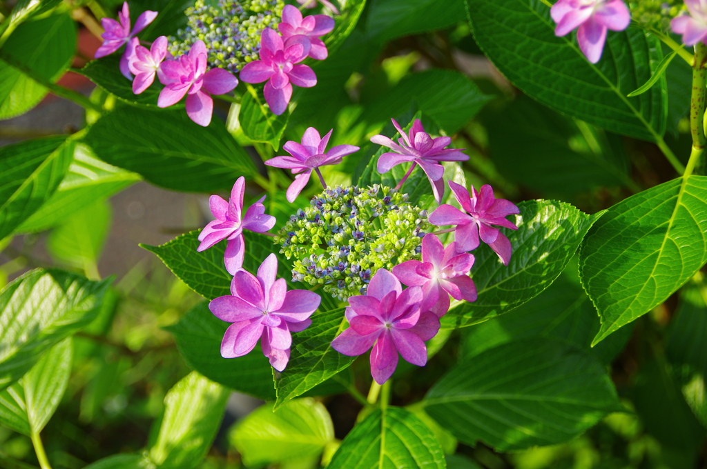 色とりどりの紫陽花