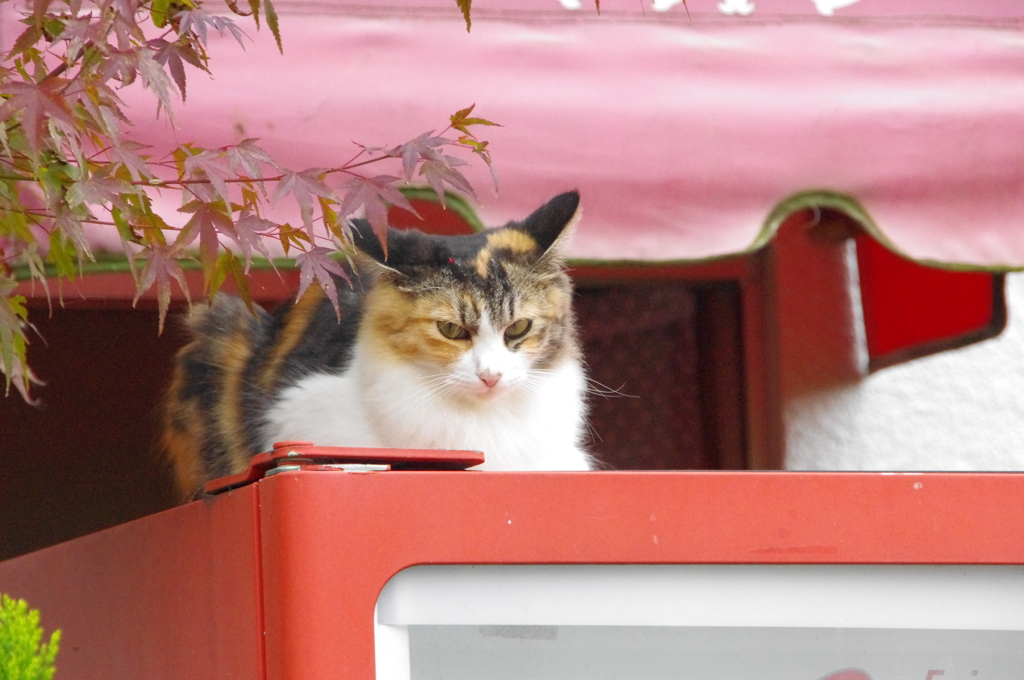猫ちゃんかわいい～！
