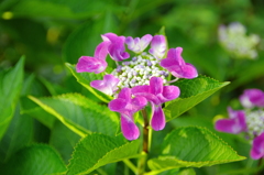 色とりどりの紫陽花