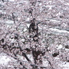 雪桜