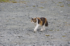 猫ちゃんかわいい～！