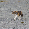 猫ちゃんかわいい～！