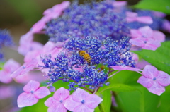 ミツバチと紫陽花
