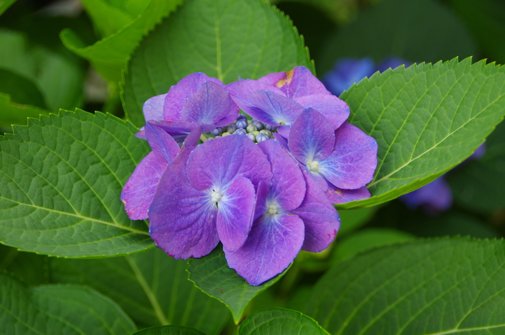 色とりどりの紫陽花
