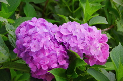 色とりどりの紫陽花