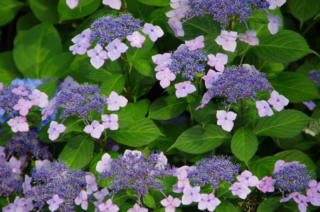 色とりどりの紫陽花