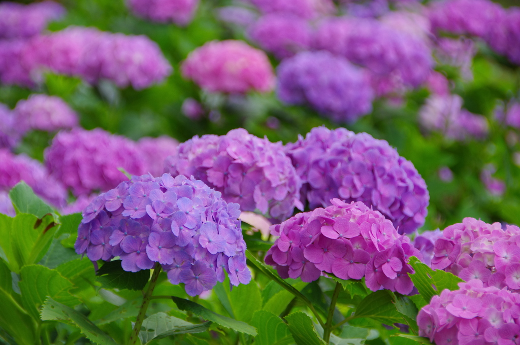 色とりどりの紫陽花
