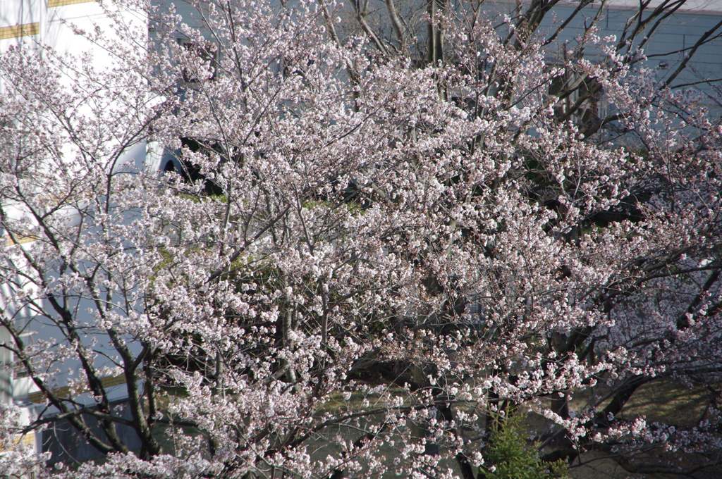 桜