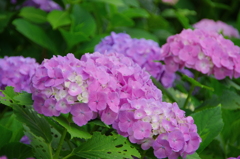 色とりどりの紫陽花
