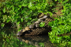 水辺で甲羅干しするカメさんたち