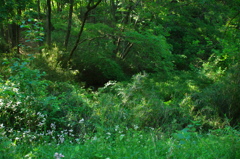 長池公園散策