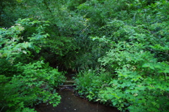 長池公園散策