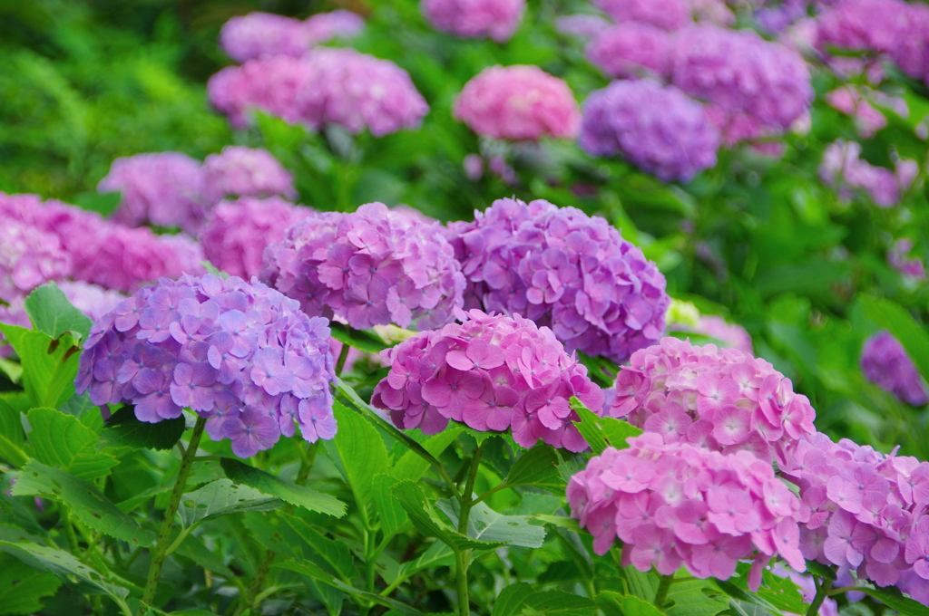 色とりどりの紫陽花