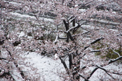 雪桜