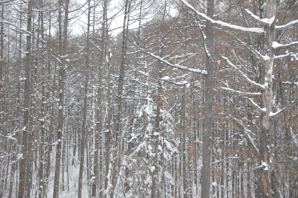 長野　雪景色