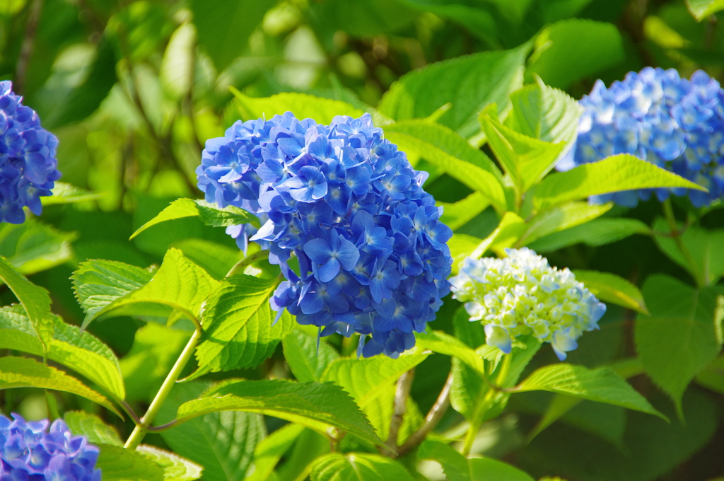 色とりどりの紫陽花