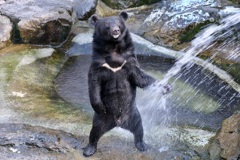 奥飛騨クマ牧場　水浴び