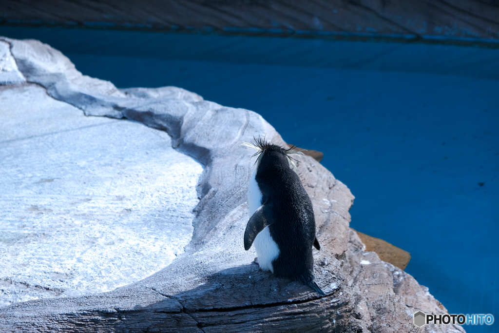 ペンギンのせなか