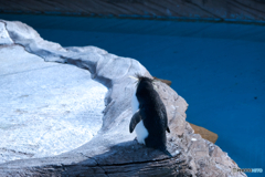 ペンギンのせなか