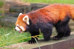 レッサーパンダ