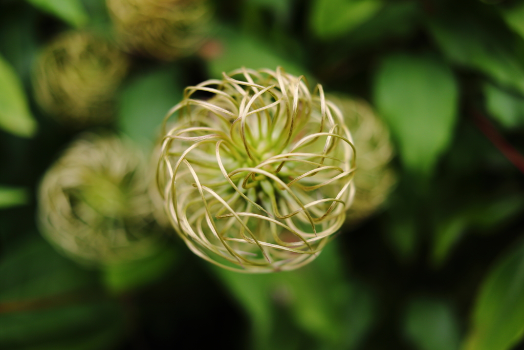 謎の植物