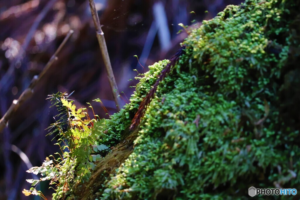 苔むした木