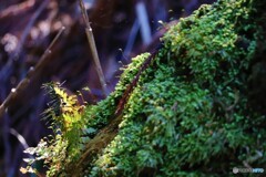 苔むした木