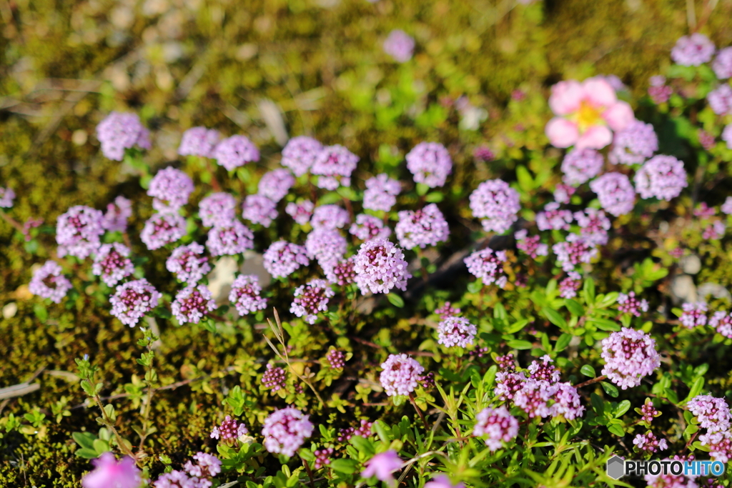 道端の小さな紫の花