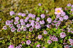 道端の小さな紫の花
