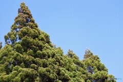 杉