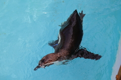 ペンギン