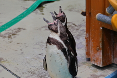 ペンギン