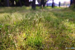 光の中の雑草