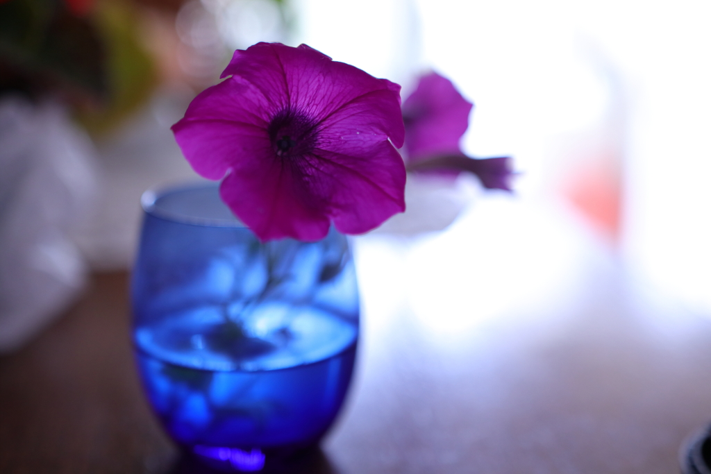 紫の花