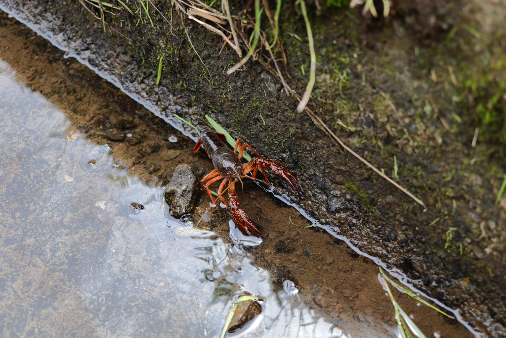 ザリガニ威嚇中