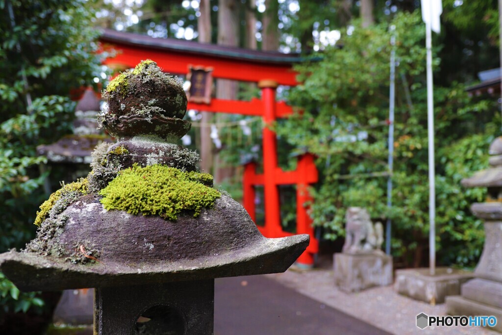 苔と鳥居