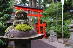 苔と鳥居