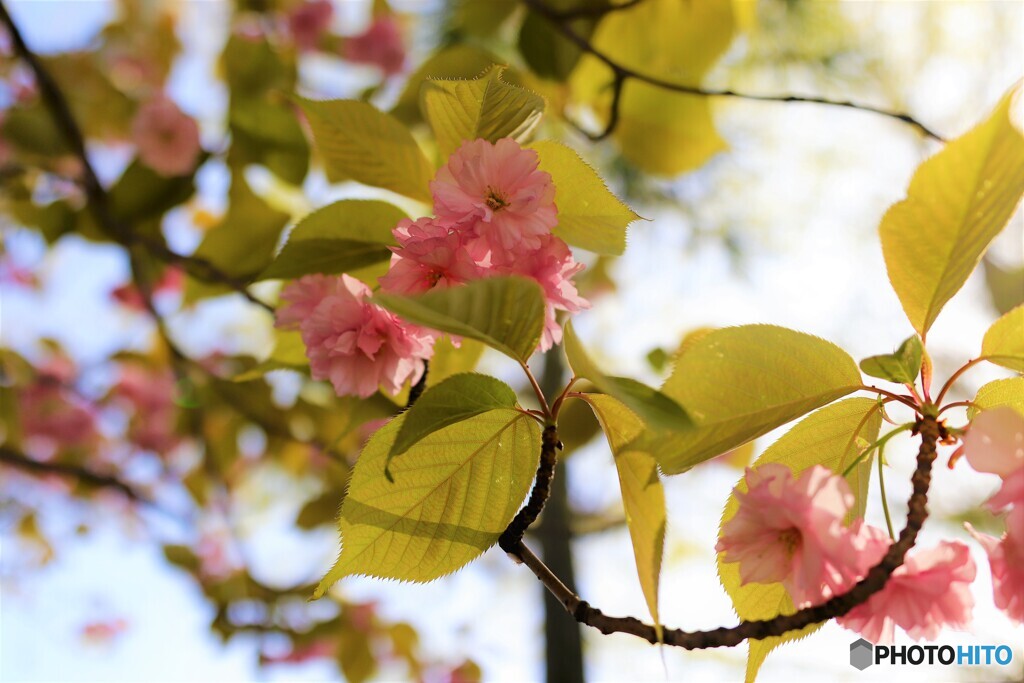 葉桜