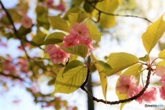 葉桜
