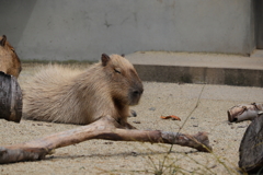 カピバラ