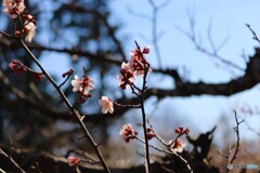 白い梅