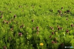 新緑の小さな植物