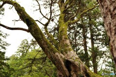 枯れ木と苔