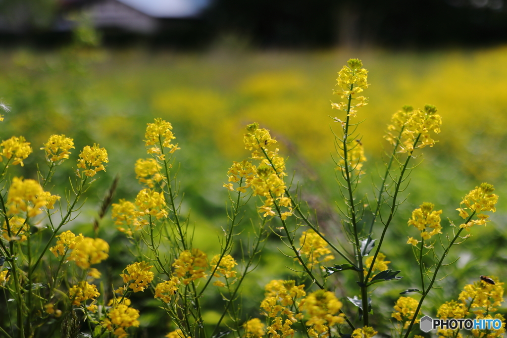 菜の花畑