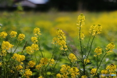 菜の花畑