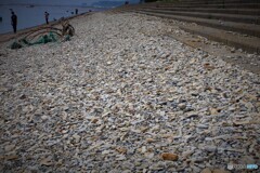 岩場の渚