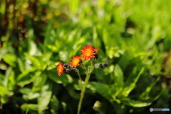 オレンジの花