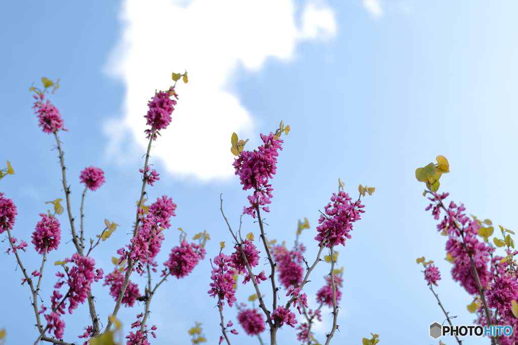 青空と花