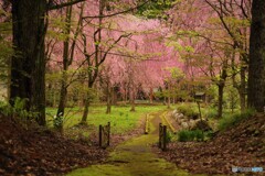 枝垂れ桜